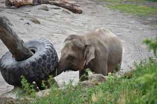 Filename=DSC_3895.JPG
Filesize=17086KiB
Dimensions=7360x4912
Date added=May 07, 2021 DSC_3895.JPG