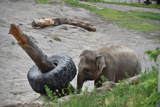 Filename=DSC_3896.JPG
Filesize=17684KiB
Dimensions=7360x4912
Date added=May 07, 2021 DSC_3896.JPG