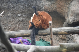 Filename=DSC_3905.JPG
Filesize=18417KiB
Dimensions=7360x4912
Date added=May 07, 2021 DSC_3905.JPG