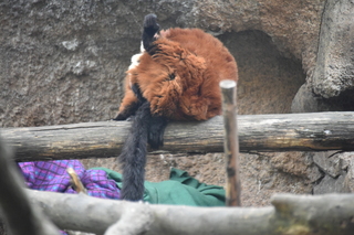 Filename=DSC_3906.JPG
Filesize=17531KiB
Dimensions=7360x4912
Date added=May 07, 2021 DSC_3906.JPG