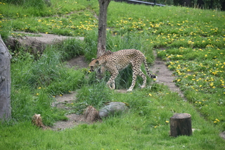 Filename=DSC_3908.JPG
Filesize=21886KiB
Dimensions=7360x4912
Date added=May 07, 2021 DSC_3908.JPG