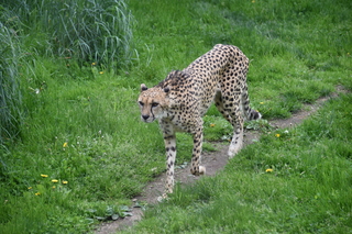 Filename=DSC_3913.JPG
Filesize=21003KiB
Dimensions=7360x4912
Date added=May 07, 2021 DSC_3913.JPG