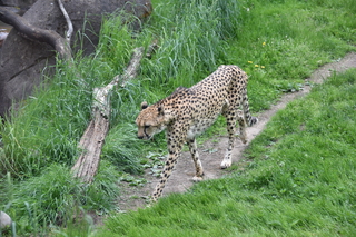 Filename=DSC_3914.JPG
Filesize=21996KiB
Dimensions=7360x4912
Date added=May 07, 2021 DSC_3914.JPG