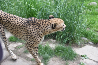 Filename=DSC_3918.JPG
Filesize=17528KiB
Dimensions=7360x4912
Date added=May 07, 2021 DSC_3918.JPG