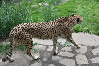 Filename=DSC_3919.JPG
Filesize=19374KiB
Dimensions=7360x4912
Date added=May 07, 2021 DSC_3919.JPG