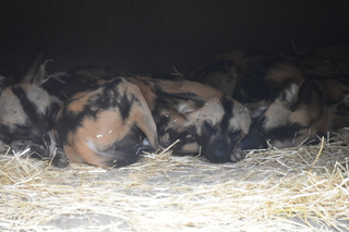 Filename=DSC_3921.JPG
Filesize=16270KiB
Dimensions=7360x4912
Date added=May 07, 2021 DSC_3921.JPG