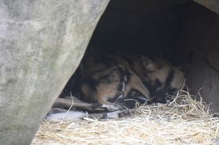 Filename=DSC_3923.JPG
Filesize=15600KiB
Dimensions=7360x4912
Date added=May 07, 2021 DSC_3923.JPG