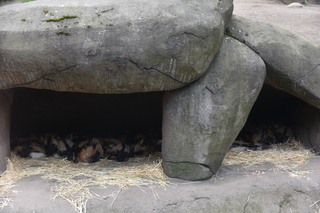 Filename=DSC_3924.JPG
Filesize=20347KiB
Dimensions=7360x4912
Date added=May 07, 2021 DSC_3924.JPG