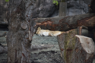 Filename=DSC_3926.JPG
Filesize=16442KiB
Dimensions=7360x4912
Date added=May 07, 2021 DSC_3926.JPG