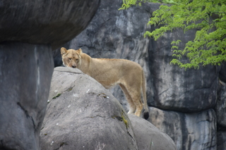 Filename=DSC_3927.JPG
Filesize=15988KiB
Dimensions=7360x4912
Date added=May 07, 2021 DSC_3927.JPG