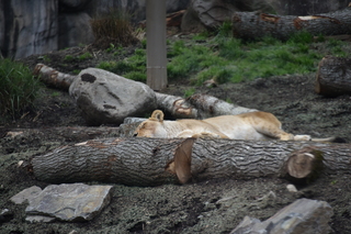 Filename=DSC_3929.JPG
Filesize=17398KiB
Dimensions=7360x4912
Date added=May 07, 2021 DSC_3929.JPG