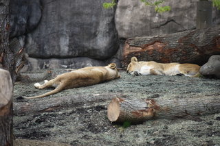 Filename=DSC_3930.JPG
Filesize=18607KiB
Dimensions=7360x4912
Date added=May 07, 2021 DSC_3930.JPG