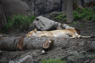 Filename=DSC_3933.JPG
Filesize=17531KiB
Dimensions=7360x4912
Date added=May 07, 2021 DSC_3933.JPG