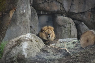 Filename=DSC_3940.JPG
Filesize=16138KiB
Dimensions=7360x4912
Date added=May 07, 2021 DSC_3940.JPG