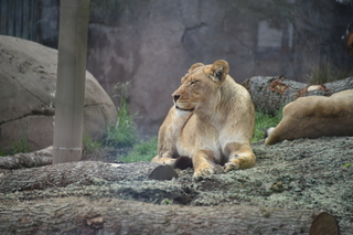 Filename=DSC_3941.JPG
Filesize=17228KiB
Dimensions=7360x4912
Date added=May 07, 2021 DSC_3941.JPG