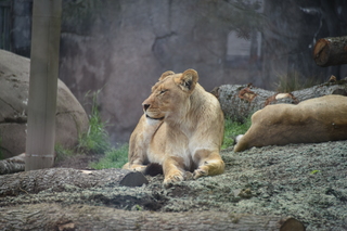 Filename=DSC_3942.JPG
Filesize=17321KiB
Dimensions=7360x4912
Date added=May 07, 2021 DSC_3942.JPG