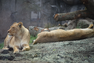 Filename=DSC_3943.JPG
Filesize=17666KiB
Dimensions=7360x4912
Date added=May 07, 2021 DSC_3943.JPG