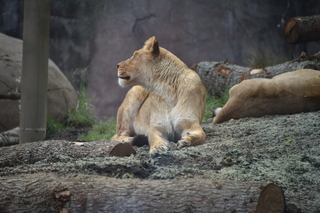 Filename=DSC_3947.JPG
Filesize=17267KiB
Dimensions=7360x4912
Date added=May 07, 2021 DSC_3947.JPG