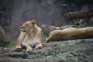 Filename=DSC_3948.JPG
Filesize=17277KiB
Dimensions=7360x4912
Date added=May 07, 2021 DSC_3948.JPG