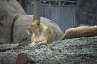 Filename=DSC_3950.JPG
Filesize=17410KiB
Dimensions=7360x4912
Date added=May 07, 2021 DSC_3950.JPG