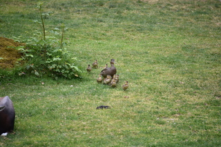 Filename=DSC_3953.JPG
Filesize=21351KiB
Dimensions=7360x4912
Date added=May 07, 2021 DSC_3953.JPG