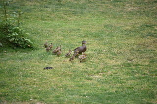 Filename=DSC_3954.JPG
Filesize=21423KiB
Dimensions=7360x4912
Date added=May 07, 2021 DSC_3954.JPG