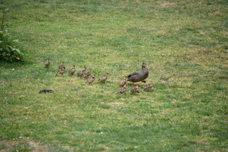 Filename=DSC_3955.JPG
Filesize=21500KiB
Dimensions=7360x4912
Date added=May 07, 2021 DSC_3955.JPG