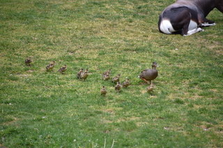 Filename=DSC_3957.JPG
Filesize=20973KiB
Dimensions=7360x4912
Date added=May 07, 2021 DSC_3957.JPG