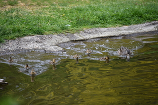 Filename=DSC_3962.JPG
Filesize=18644KiB
Dimensions=7360x4912
Date added=May 07, 2021 DSC_3962.JPG