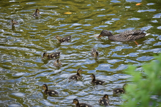 Filename=DSC_3967.JPG
Filesize=18800KiB
Dimensions=7360x4912
Date added=May 07, 2021 DSC_3967.JPG