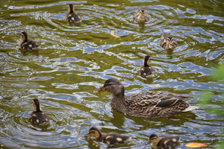 Filename=DSC_3974.JPG
Filesize=18311KiB
Dimensions=7360x4912
Date added=May 07, 2021 DSC_3974.JPG