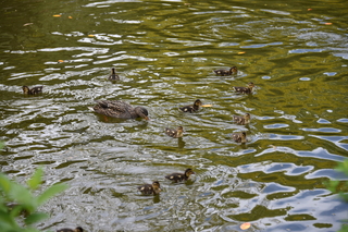 Filename=DSC_3978.JPG
Filesize=19925KiB
Dimensions=7360x4912
Date added=May 07, 2021 DSC_3978.JPG