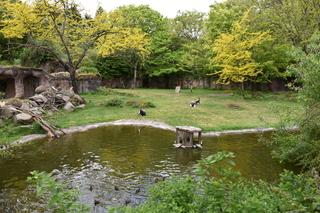 Filename=DSC_3980.JPG
Filesize=25799KiB
Dimensions=7360x4912
Date added=May 07, 2021 DSC_3980.JPG