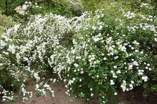 Filename=DSC_3981.JPG
Filesize=24978KiB
Dimensions=7360x4912
Date added=May 07, 2021 DSC_3981.JPG