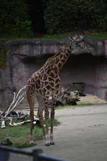 Filename=DSC_3982.JPG
Filesize=14854KiB
Dimensions=4912x7360
Date added=May 07, 2021 DSC_3982.JPG