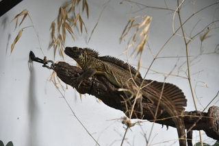 Filename=DSC_3989.JPG
Filesize=15950KiB
Dimensions=7360x4912
Date added=May 07, 2021 DSC_3989.JPG