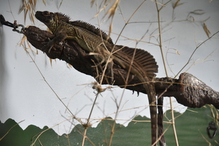 Filename=DSC_3990.JPG
Filesize=16188KiB
Dimensions=7360x4912
Date added=May 07, 2021 DSC_3990.JPG