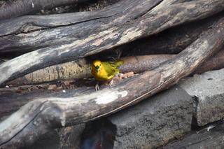 Filename=DSC_3991.JPG
Filesize=17621KiB
Dimensions=7360x4912
Date added=May 07, 2021 DSC_3991.JPG