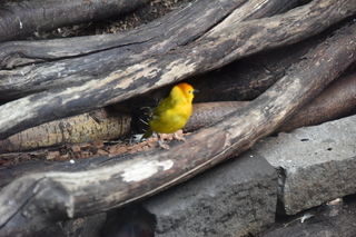 Filename=DSC_3992.JPG
Filesize=19497KiB
Dimensions=7360x4912
Date added=May 07, 2021 DSC_3992.JPG