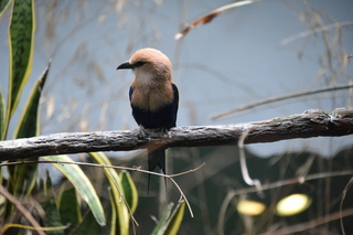 Filename=DSC_3994.JPG
Filesize=16700KiB
Dimensions=7360x4912
Date added=May 07, 2021 DSC_3994.JPG