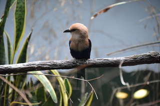 Filename=DSC_3995.JPG
Filesize=16649KiB
Dimensions=7360x4912
Date added=May 07, 2021 DSC_3995.JPG