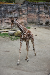 Filename=DSC_4000.JPG
Filesize=17067KiB
Dimensions=4912x7360
Date added=May 07, 2021 DSC_4000.JPG