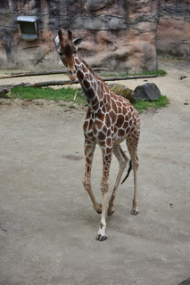 Filename=DSC_4001.JPG
Filesize=17423KiB
Dimensions=4912x7360
Date added=May 07, 2021 DSC_4001.JPG