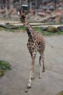 Filename=DSC_4002.JPG
Filesize=16516KiB
Dimensions=4912x7360
Date added=May 07, 2021 DSC_4002.JPG