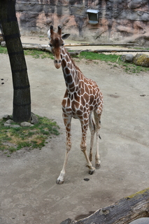 Filename=DSC_4003.JPG
Filesize=18062KiB
Dimensions=4912x7360
Date added=May 07, 2021 DSC_4003.JPG