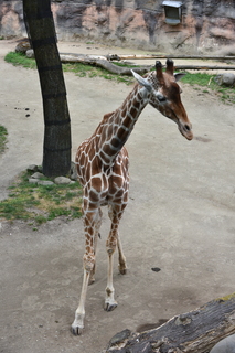 Filename=DSC_4004.JPG
Filesize=17121KiB
Dimensions=4912x7360
Date added=May 07, 2021 DSC_4004.JPG