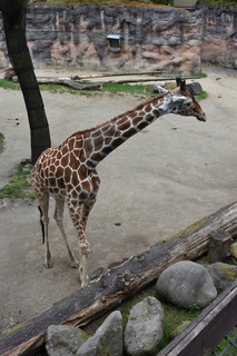 Filename=DSC_4006.JPG
Filesize=18562KiB
Dimensions=4912x7360
Date added=May 07, 2021 DSC_4006.JPG