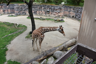 Filename=DSC_4007.JPG
Filesize=21755KiB
Dimensions=7360x4912
Date added=May 07, 2021 DSC_4007.JPG