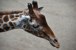 Filename=DSC_4009.JPG
Filesize=15793KiB
Dimensions=7360x4912
Date added=May 07, 2021 DSC_4009.JPG