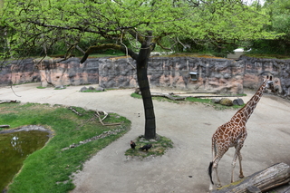 Filename=DSC_4011.JPG
Filesize=24586KiB
Dimensions=7360x4912
Date added=May 07, 2021 DSC_4011.JPG